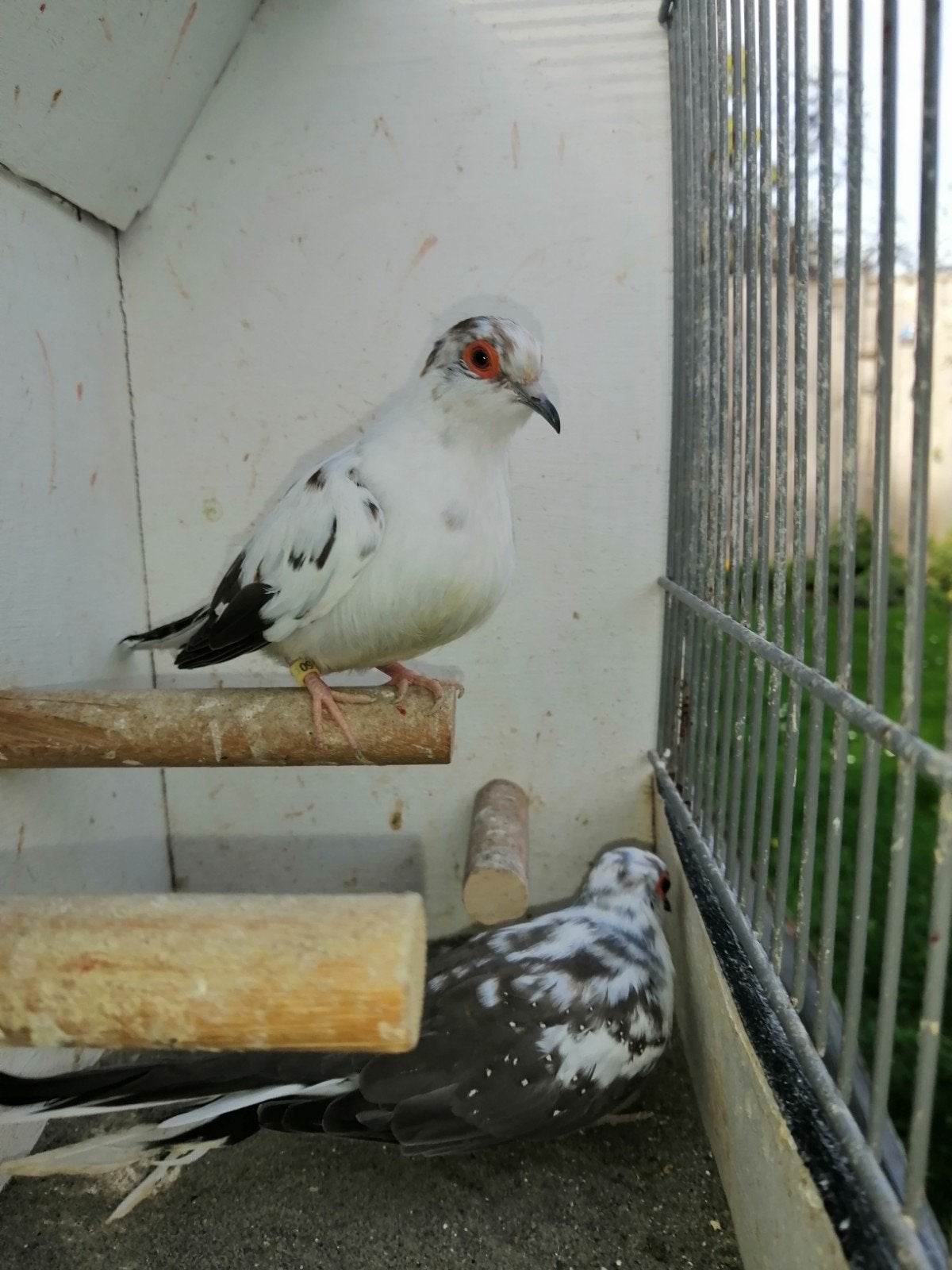 kweekkoppel bonte diamantduiven, Dieren en Toebehoren, Meerdere dieren