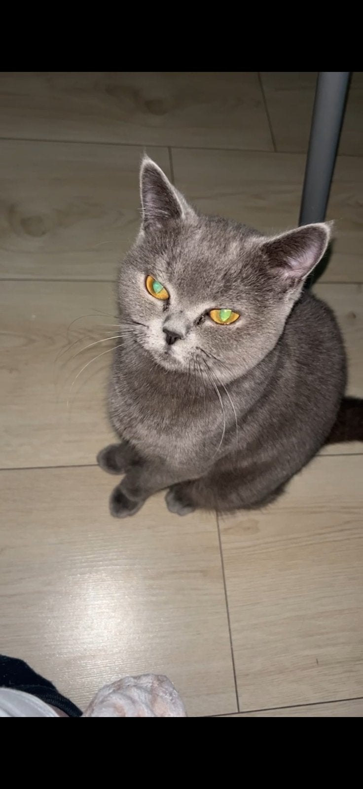 Gratis, Volbloed britse korthaar, Dieren en Toebehoren, Kater