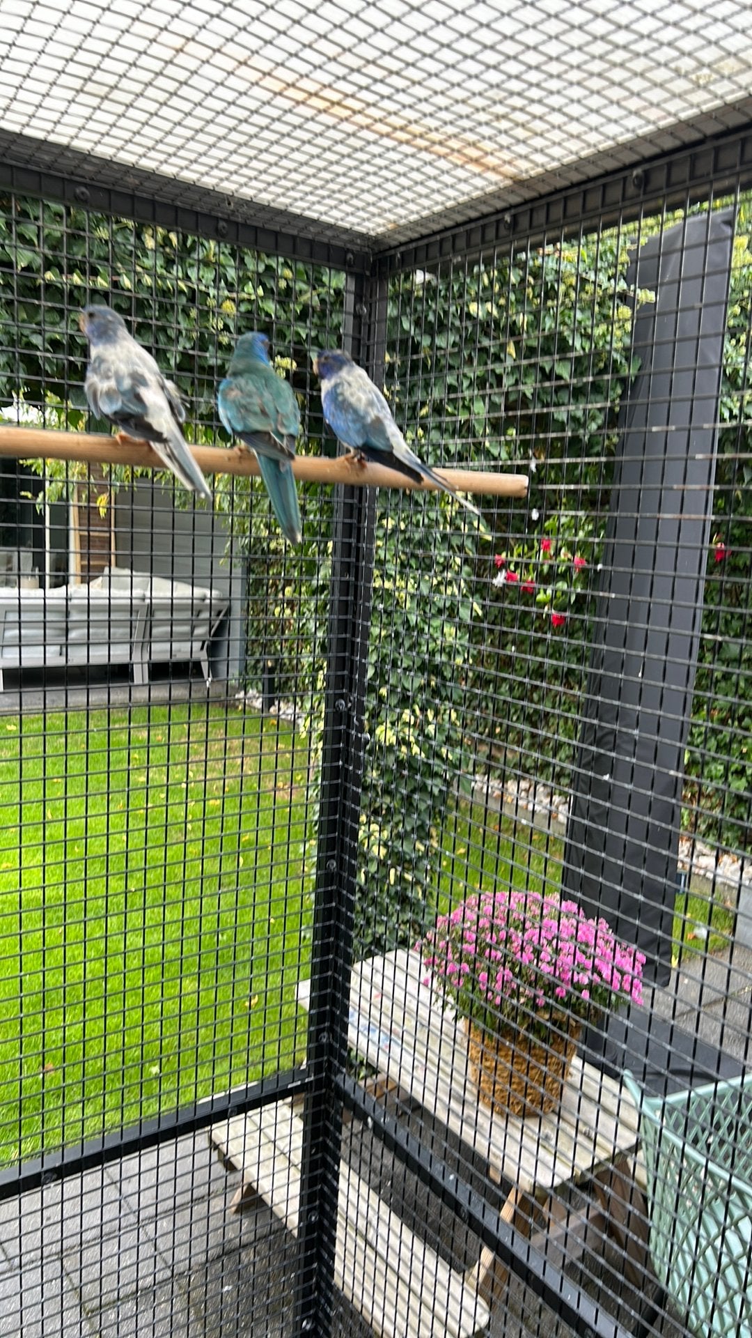 Splendid parkieten, Meerdere dieren, Parkiet, Geringd