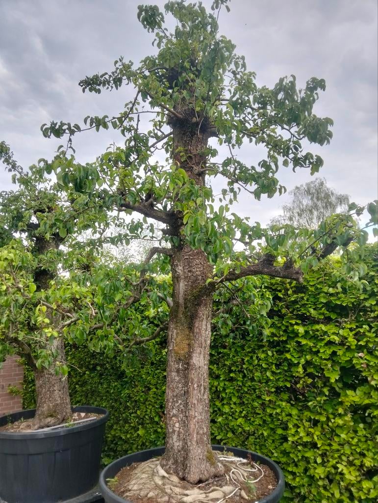 Doyenné du Comice peer, Ophalen, Volle zon, Perenboom, 250 tot 400 cm