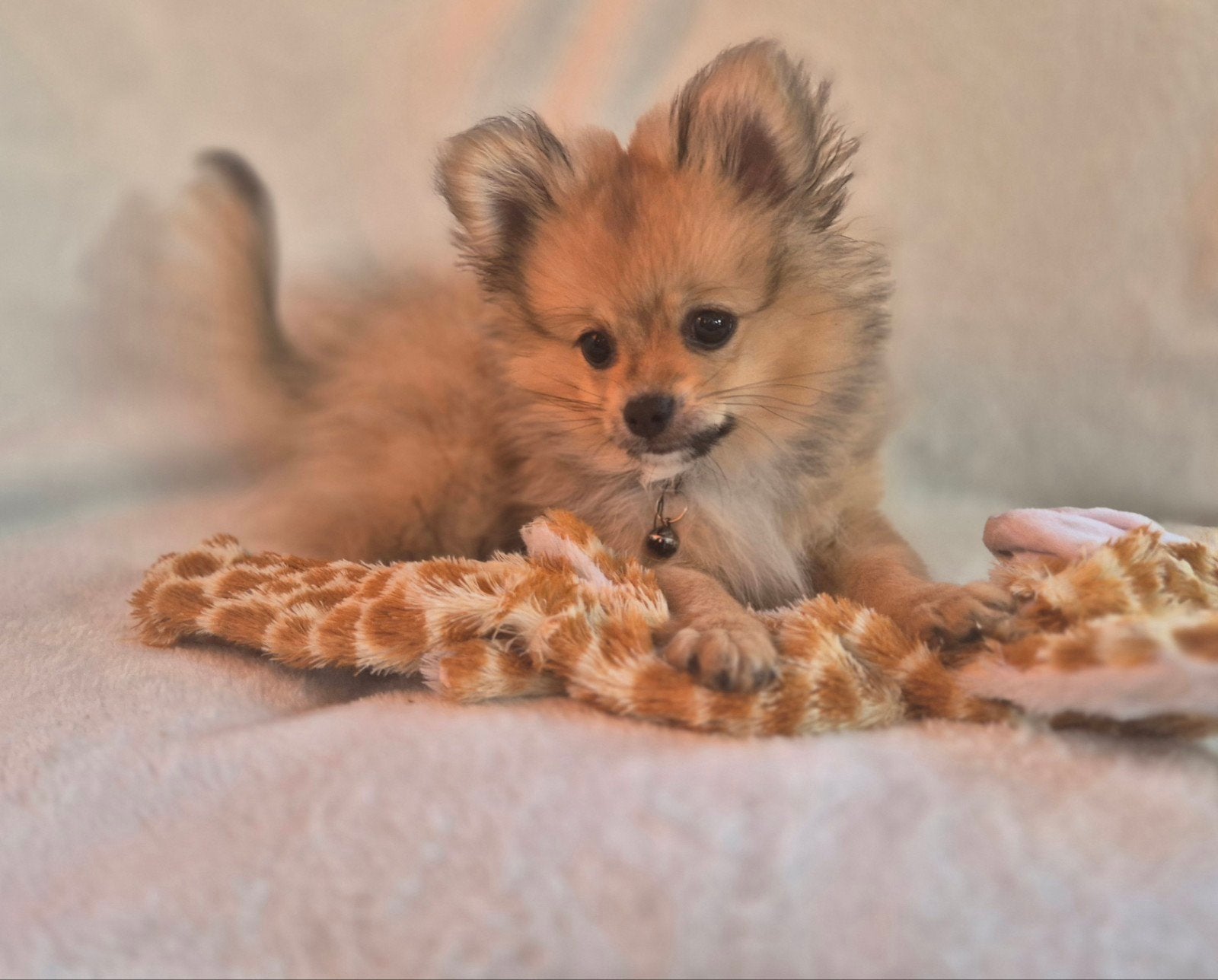 Prachtige en super lieve pomchi pup puppy, Dieren en Toebehoren, 8 tot 15 weken, Parvo, Meerdere, Meerdere dieren