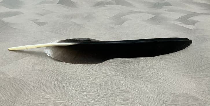 Veer / slagpen ooievaar 45 cm, Dieren en Toebehoren, Geslacht onbekend