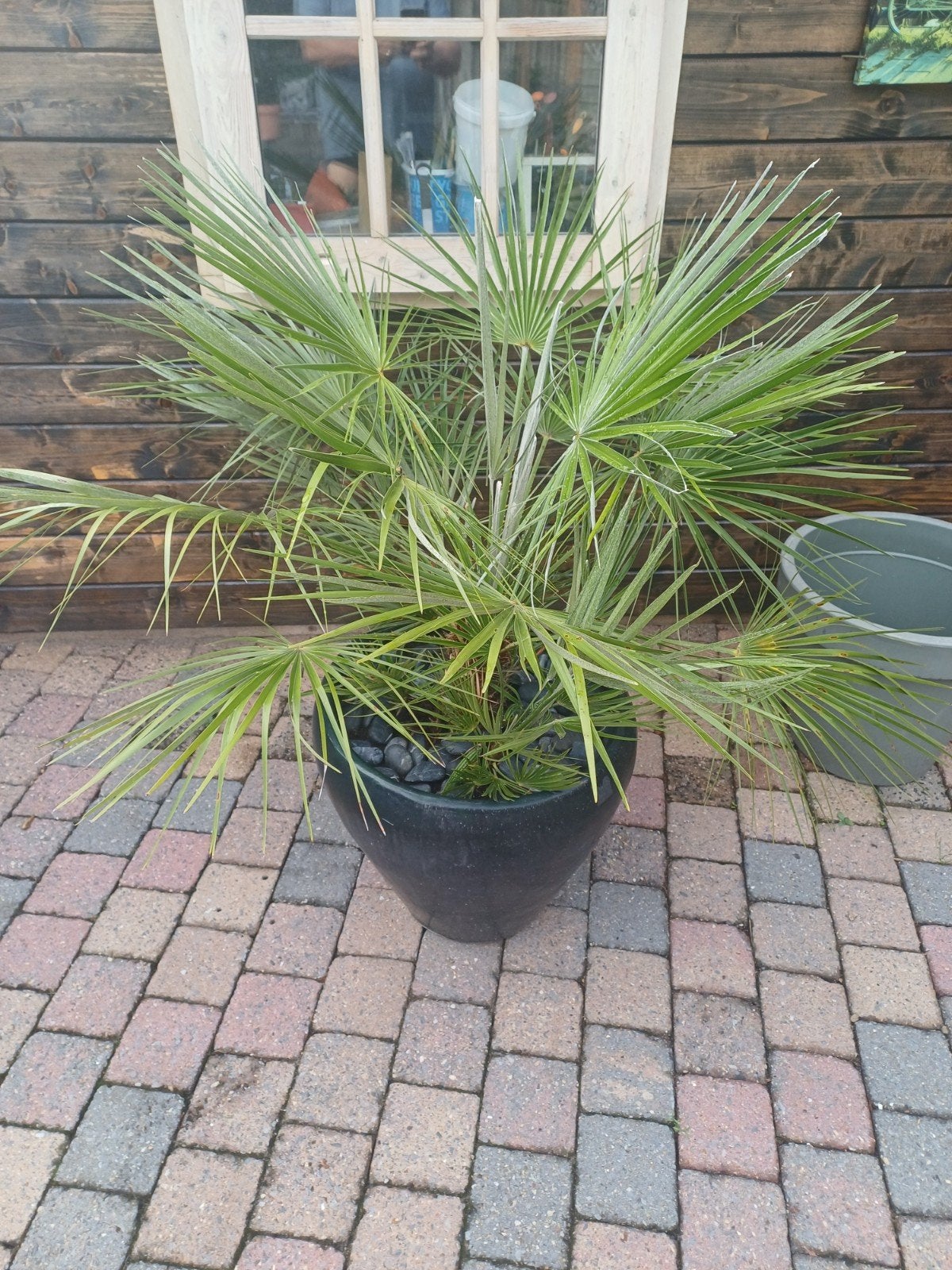 Chamaerops humilis palmboom 1.20m hoog met grote zwarte pot, Overige soorten, Volle zon, Vaste plant, Ophalen of Verzenden