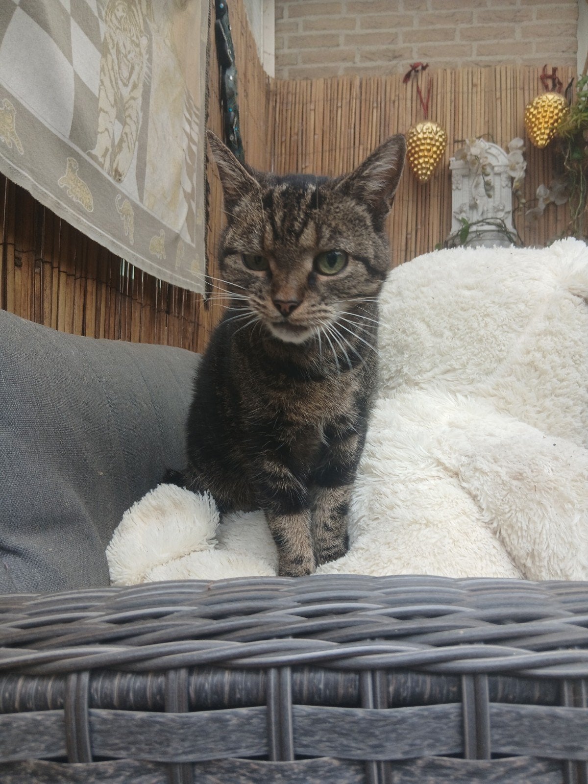 gratis afhalen voor een goed warm huisje, Dieren en Toebehoren, Poes, Kortharig, 6 jaar of ouder