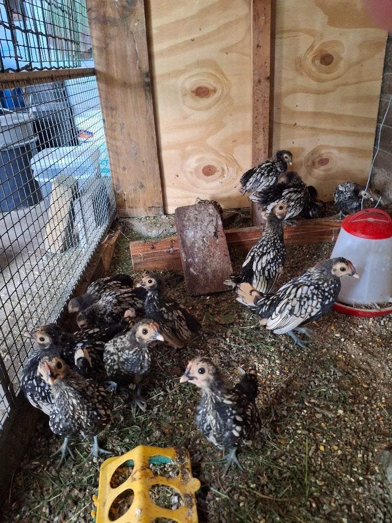 Sebright krieltjes, Dieren en Toebehoren, Pluimvee, Meerdere dieren, Kip