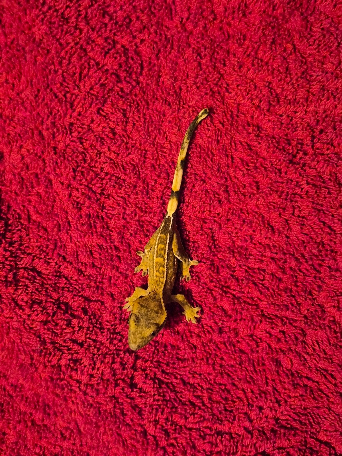 wimper gekko Charm Crested Gecko photo 3