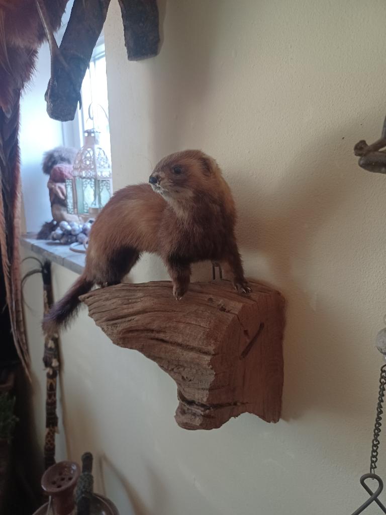 Opgezette bunzing, Ophalen of Verzenden, Zo goed als nieuw, Wild dier, Opgezet dier