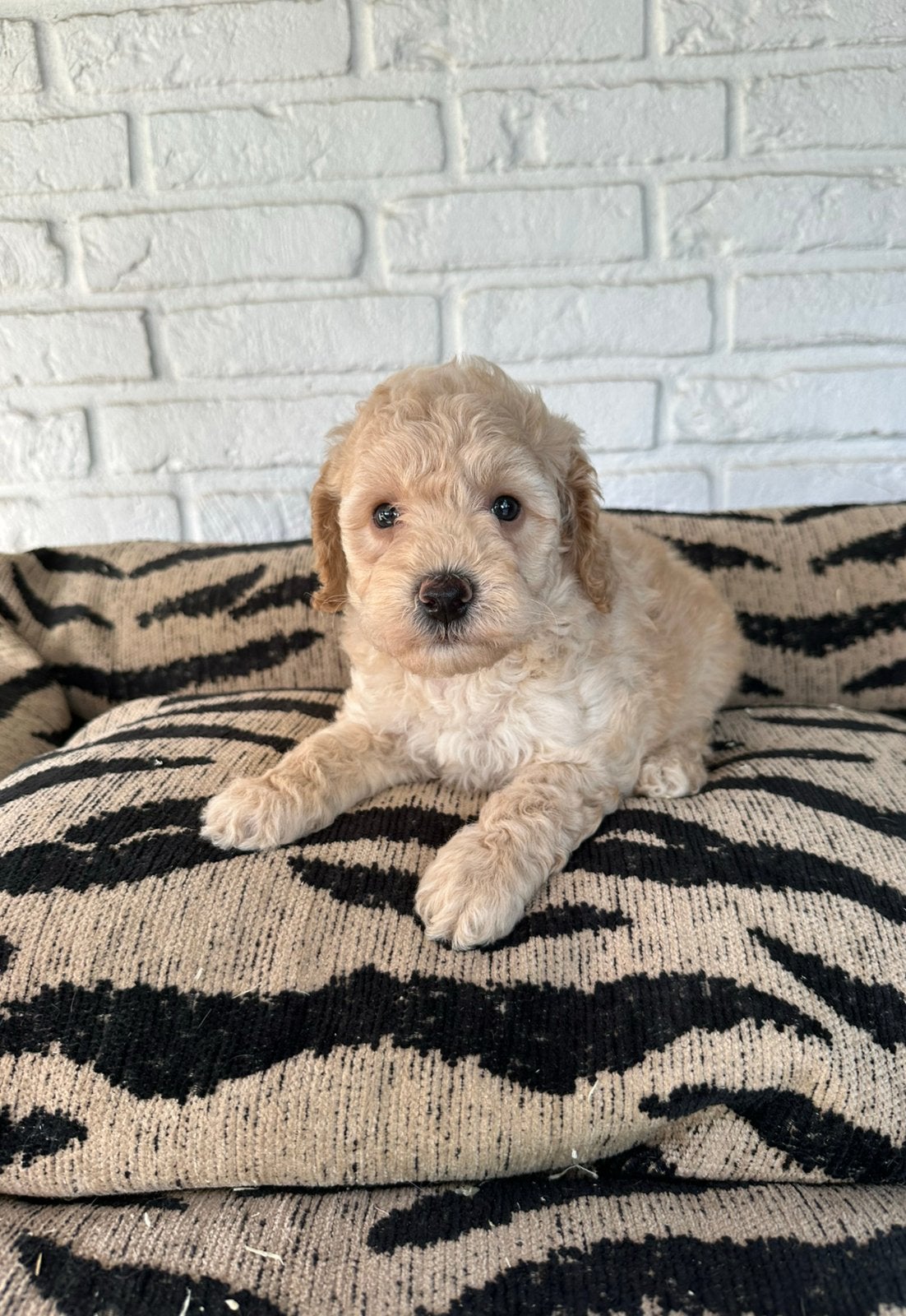 Mini labradoodle pups labradoodle x toy poedel, Parvo, Nederland, Overige rassen, 8 tot 15 weken