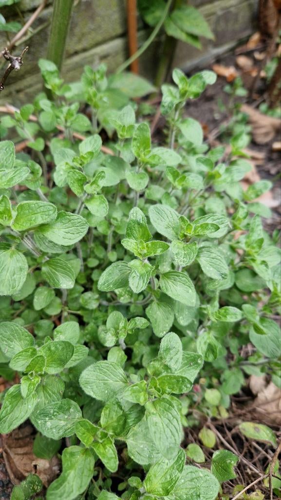 Biologische oregano vaste plant, Tuin en Terras, Planten | Struiken en Hagen, Ophalen, Overige soorten, Minder dan 100 cm