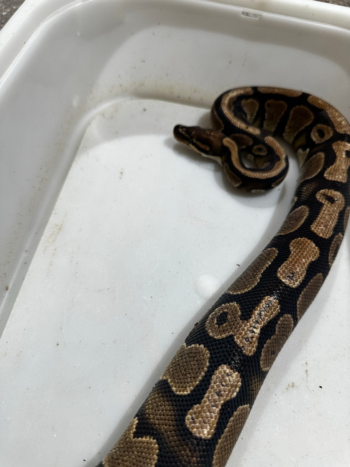 Python regius - Koningspython Ball Python photo 4