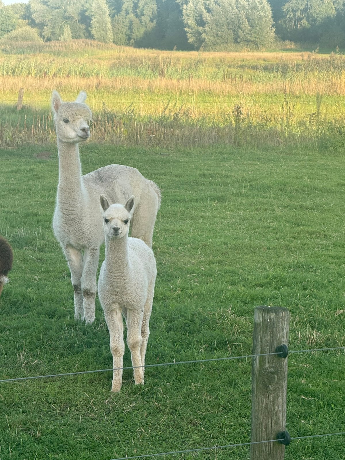 Alpaca merrie met veulen, Maart, Meerdere dieren