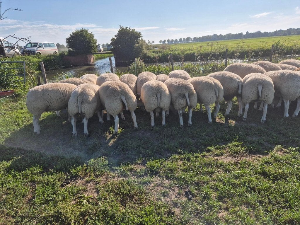 Texelaar stamboek dek ramlammeren., Dieren en Toebehoren, Schapen, Geiten en Varkens, Mannelijk, Schaap, 0 tot 2 jaar