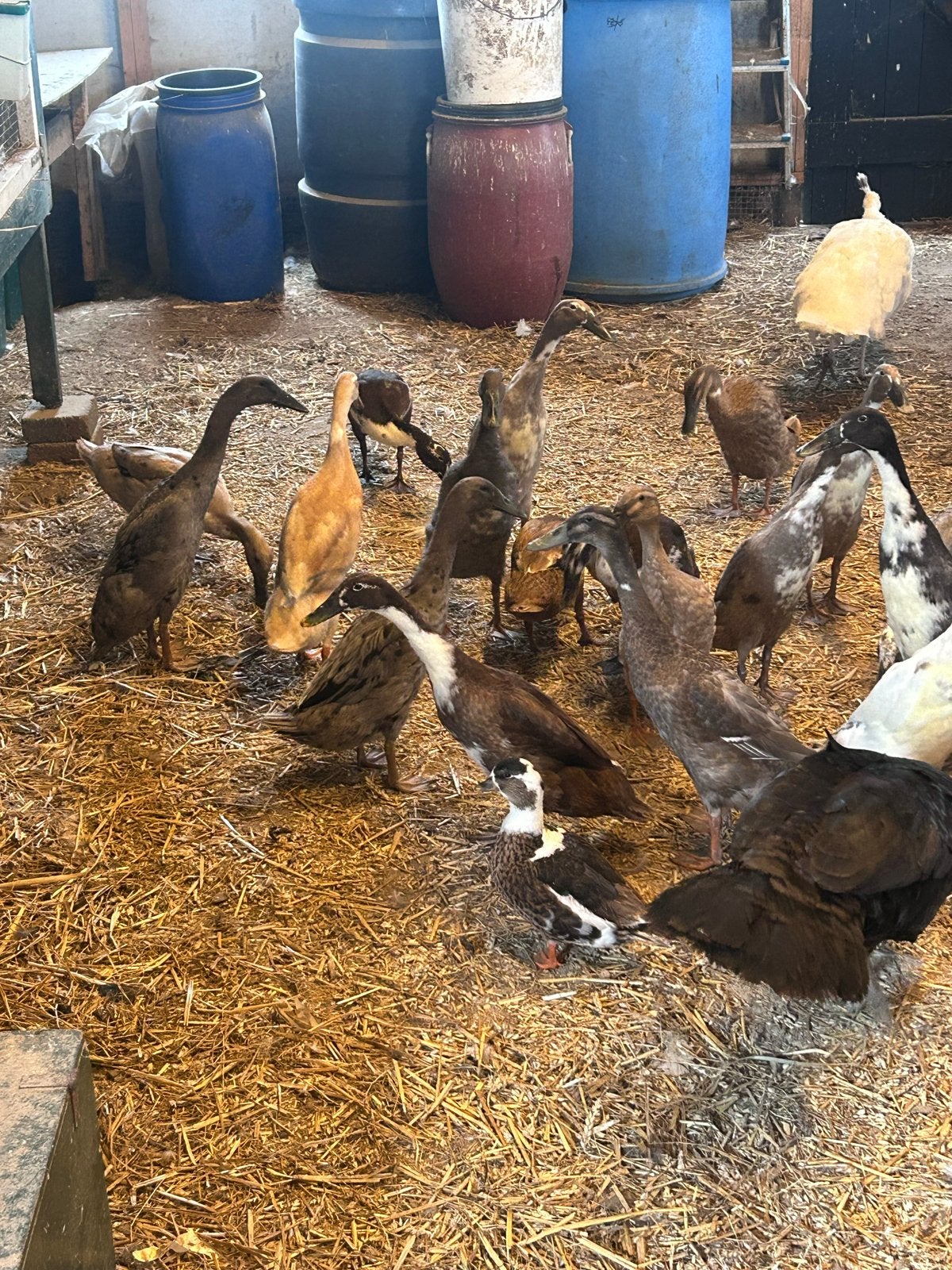 Eenden, Dieren en Toebehoren, Pluimvee, Meerdere dieren, Eend