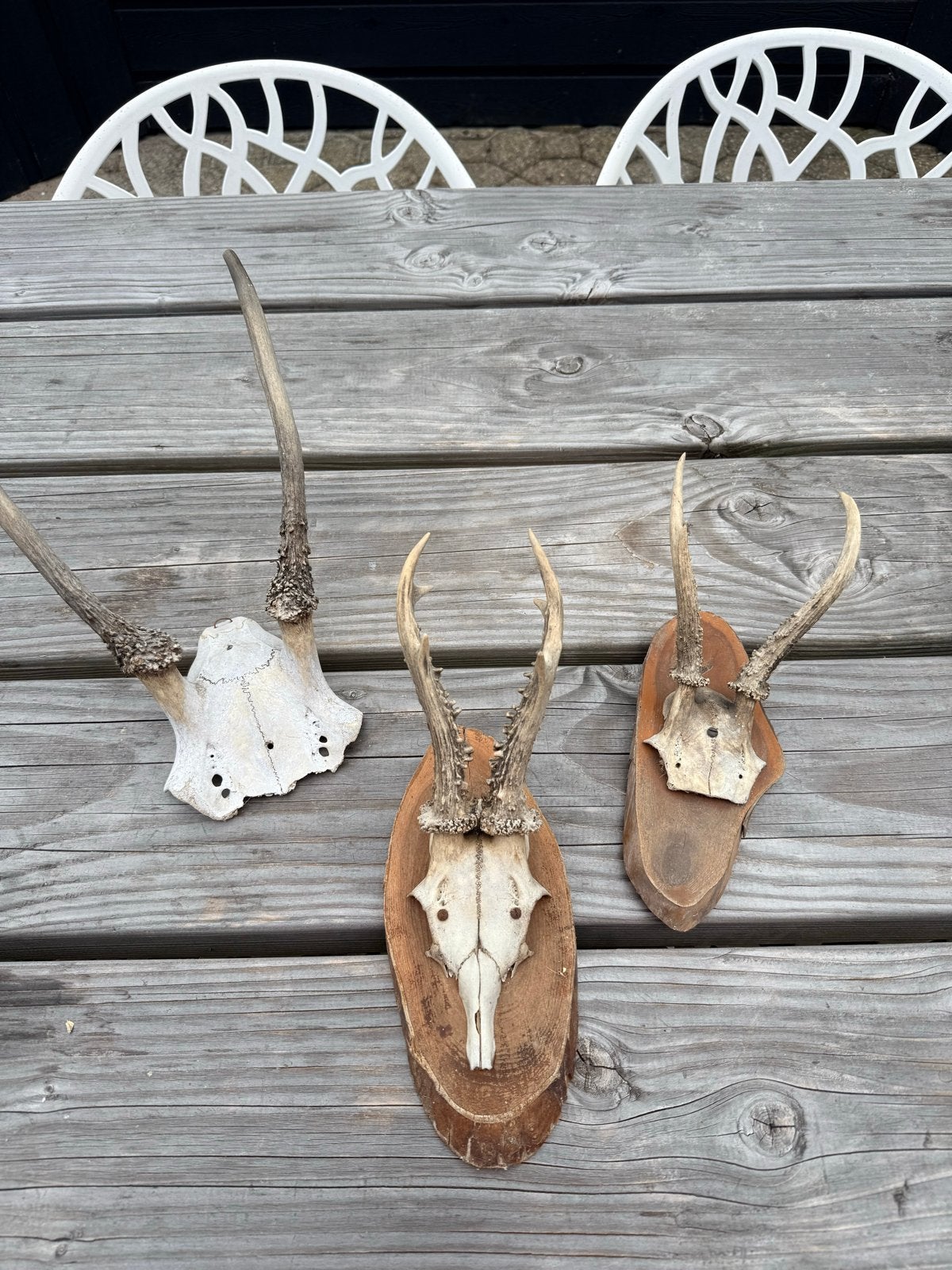 Vintage Herten- en Geitenhoorns op Houten Plaat, Ophalen of Verzenden, Gebruikt