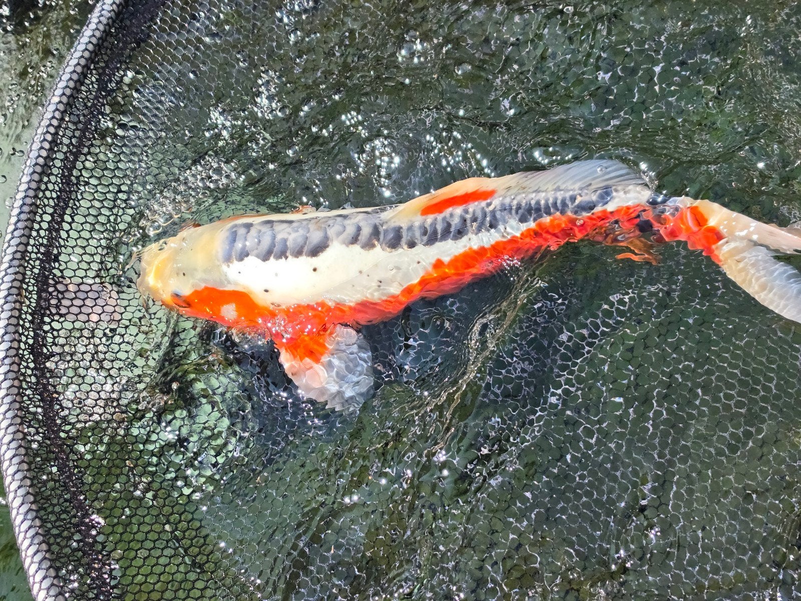 koi, Dieren en Toebehoren, Vissen | Vijvervissen, Karper of Koi