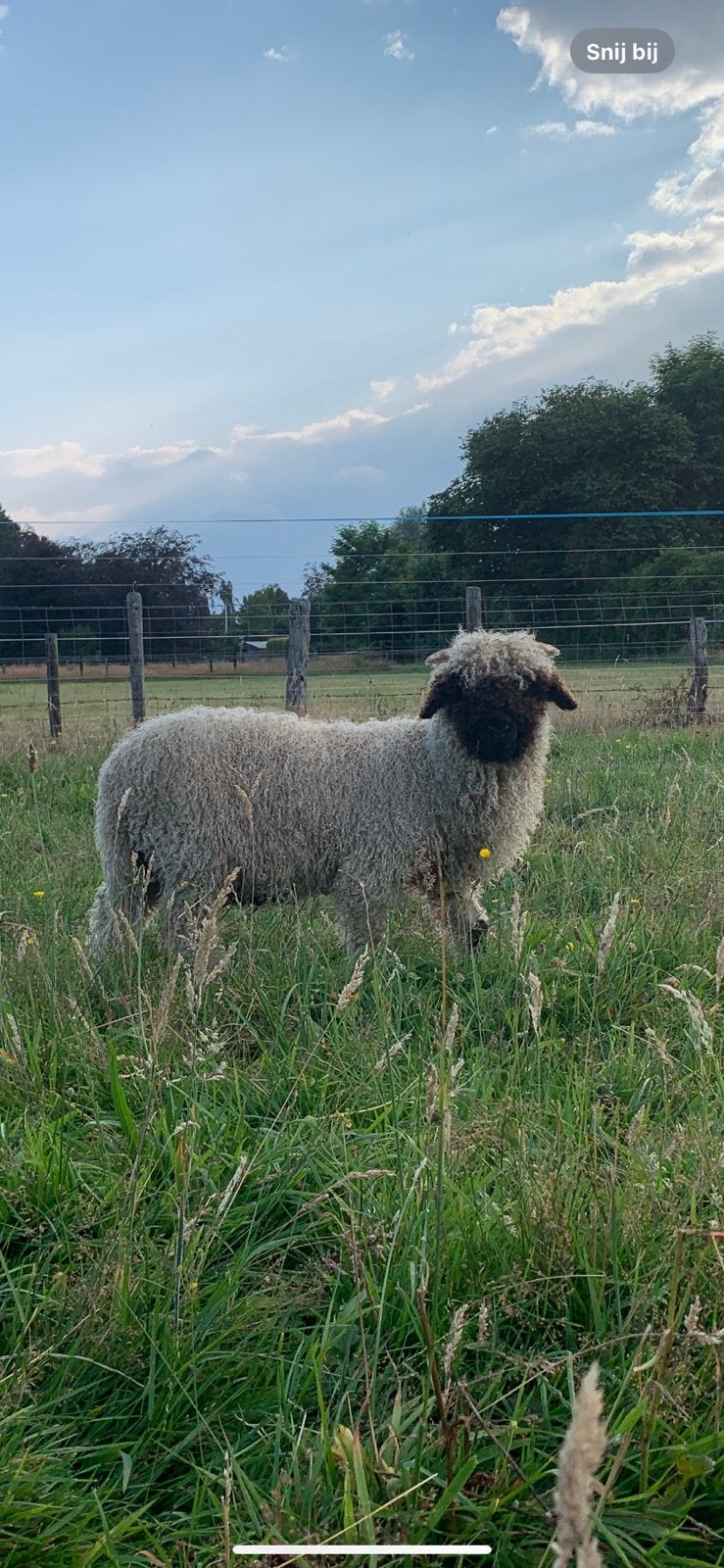 Walliser Schwarznase schapen (Drachtig), Dieren en Toebehoren, Meerdere dieren, Schaap