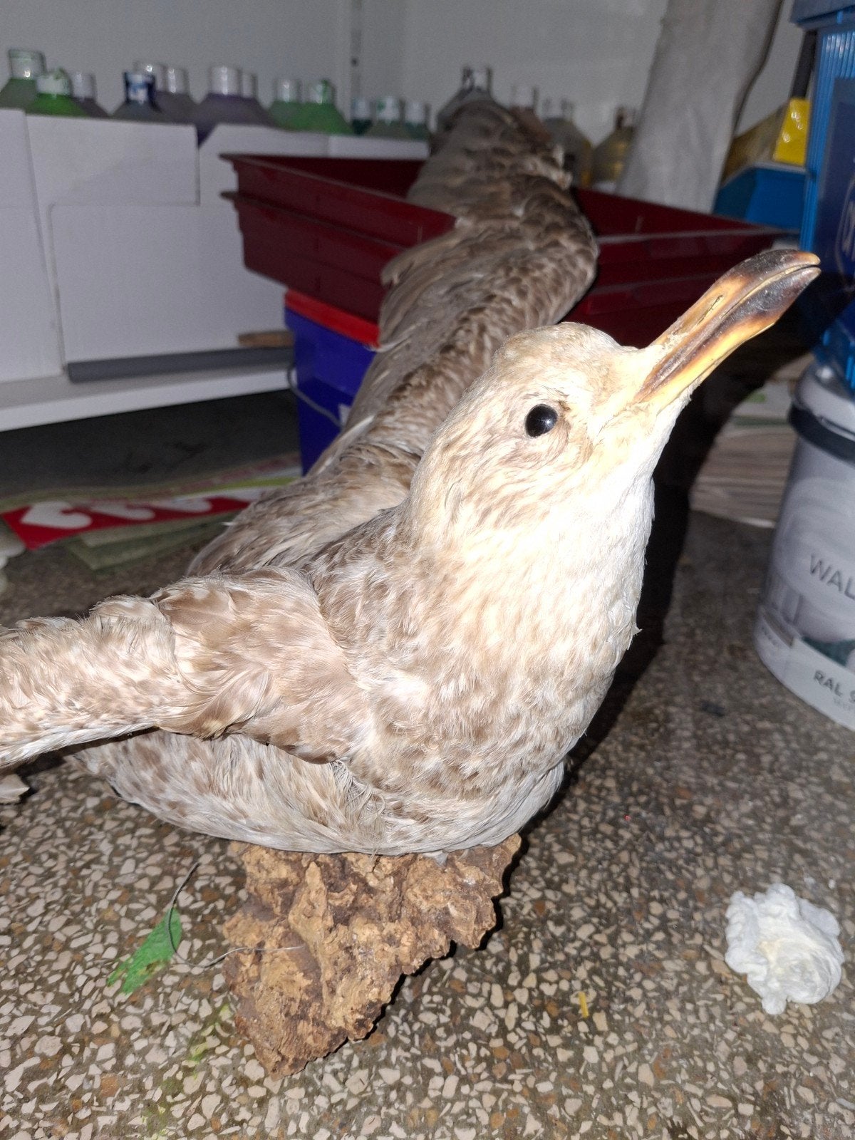 opgezette meeuw op schors, Dieren en Toebehoren, Geslacht onbekend