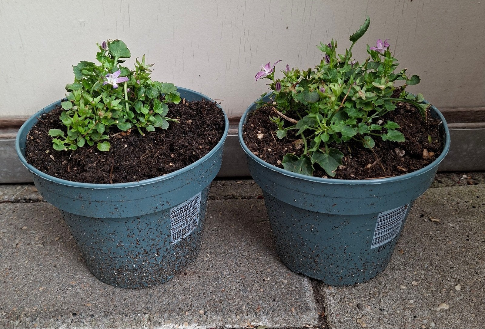 Canpanula, Ophalen, Rond, Minder dan 30 cm