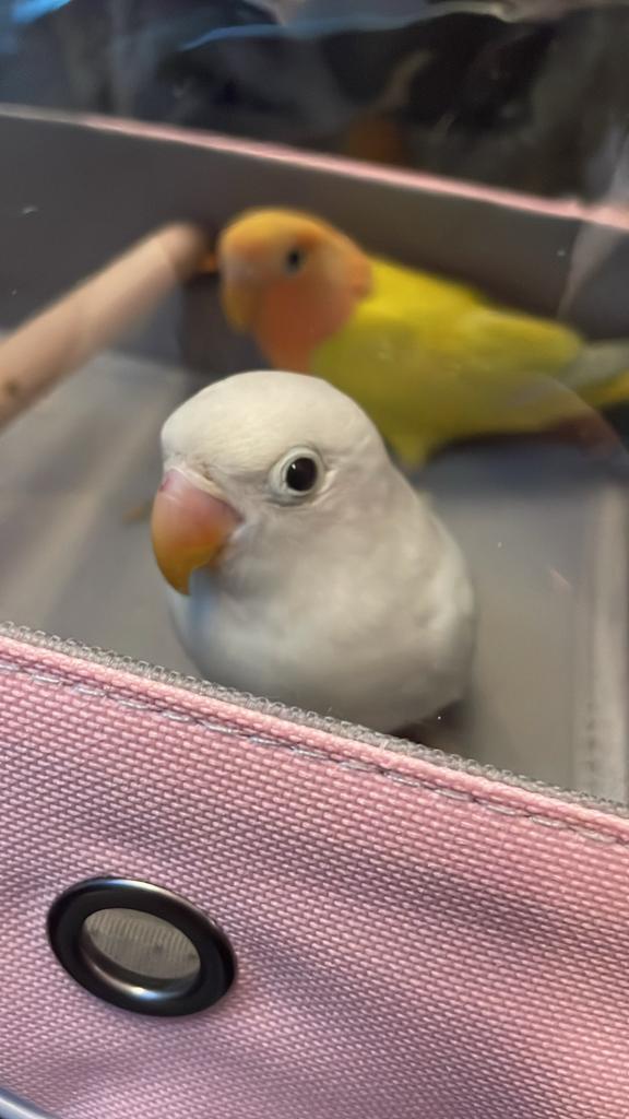 Jonge Agapornissen, Dieren en Toebehoren, Meerdere dieren, Tam