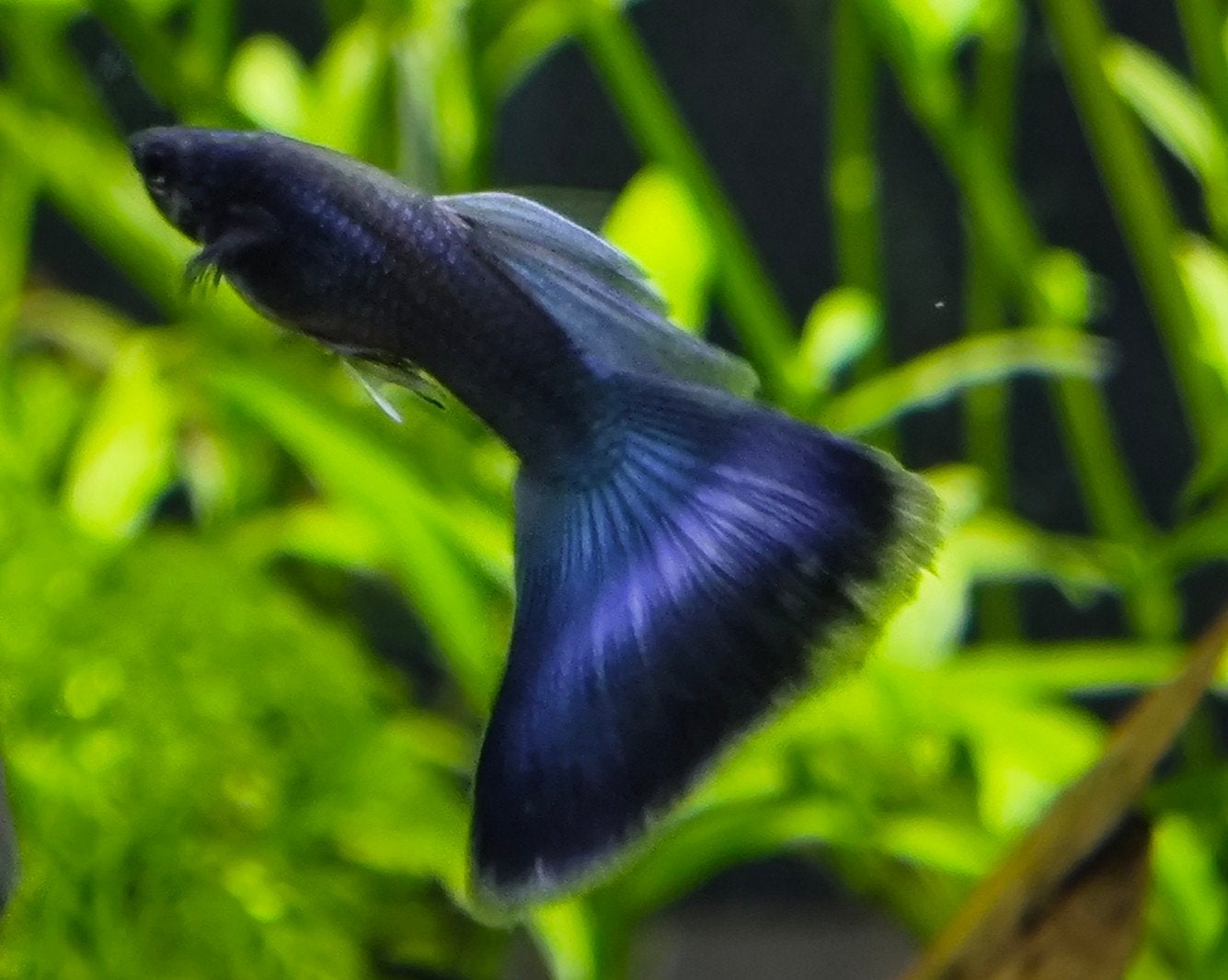 Blue Moscow Delta Tail guppy man - Moscow blue - guppy, Dieren en Toebehoren, Vissen | Aquariumvissen, Vis, Zoetwatervis