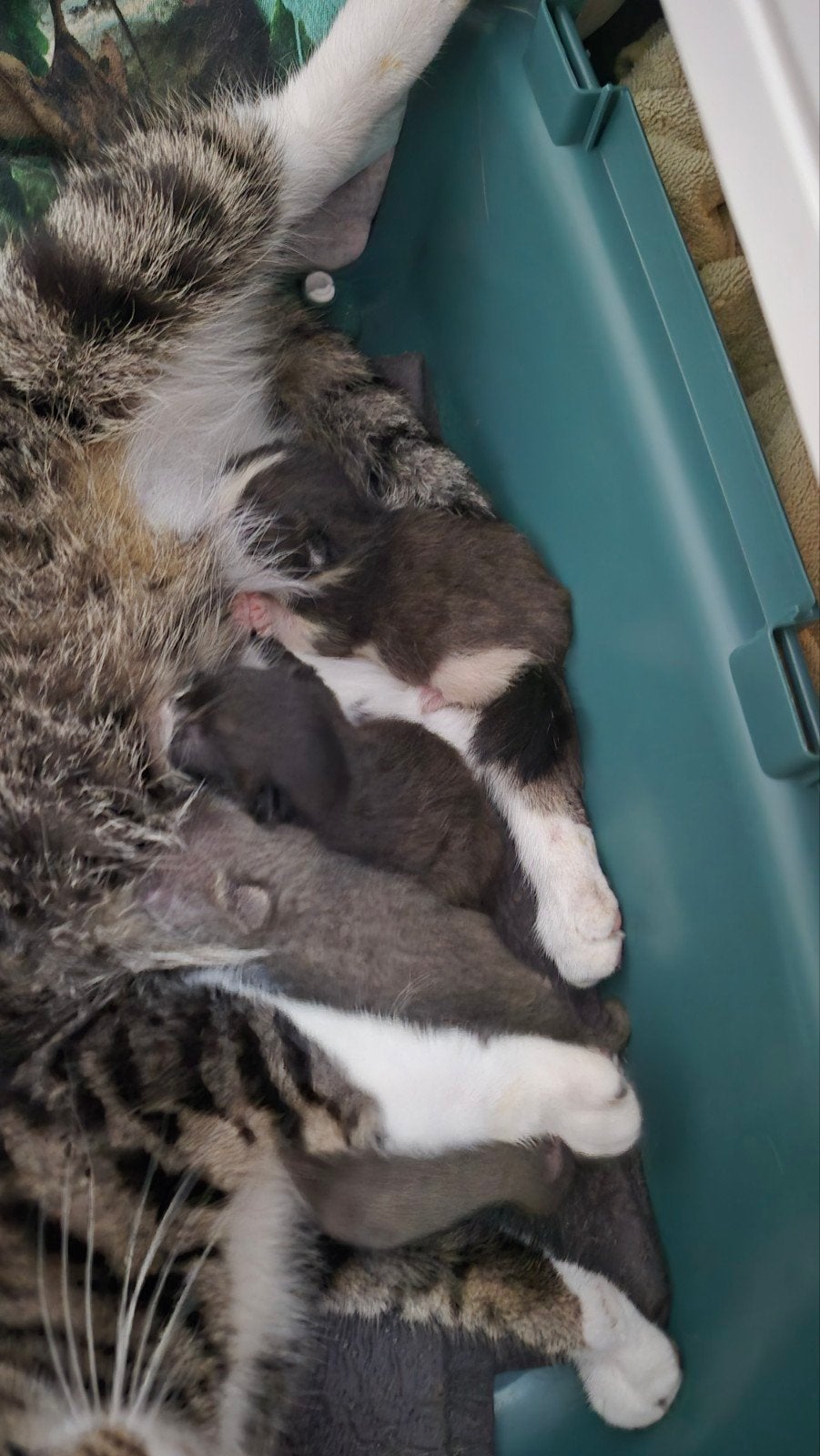 Kittens Ragdoll mix, Kater