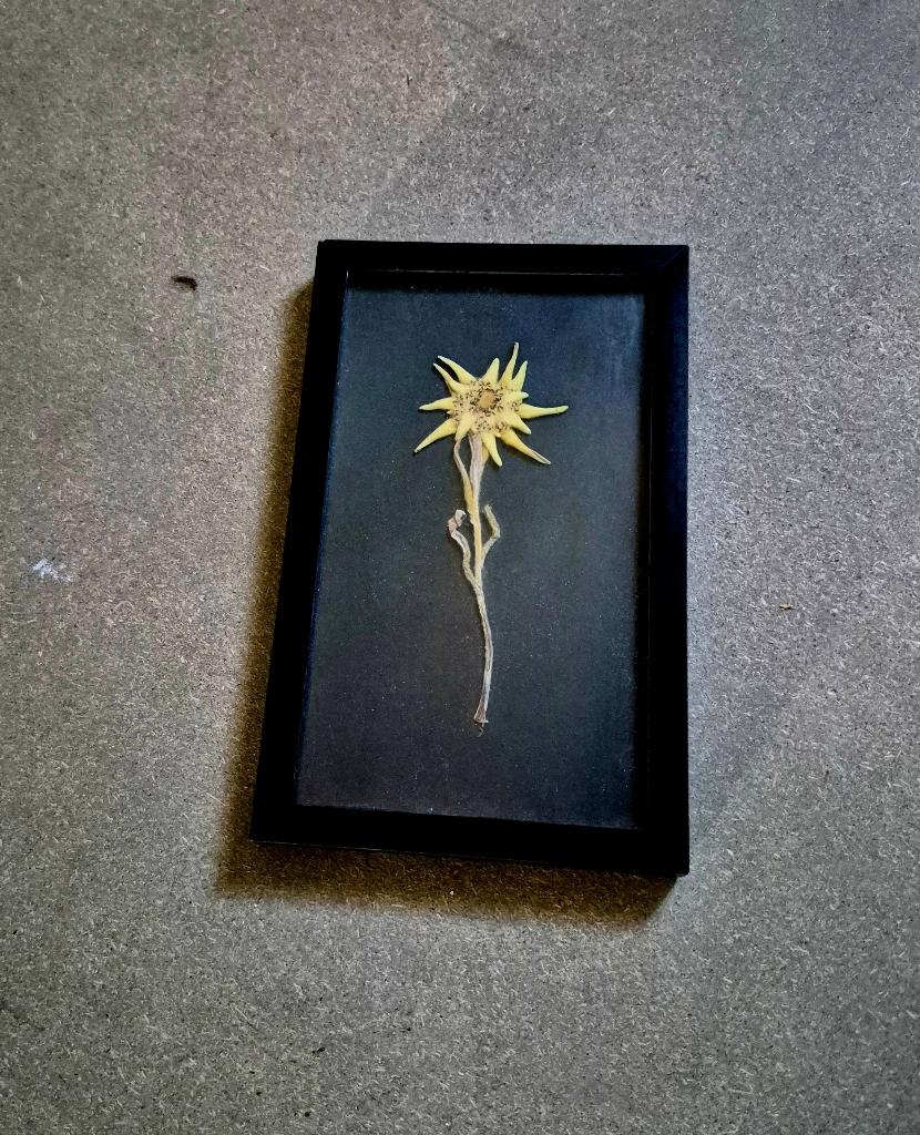 schilderijtje edelweiss, Ophalen