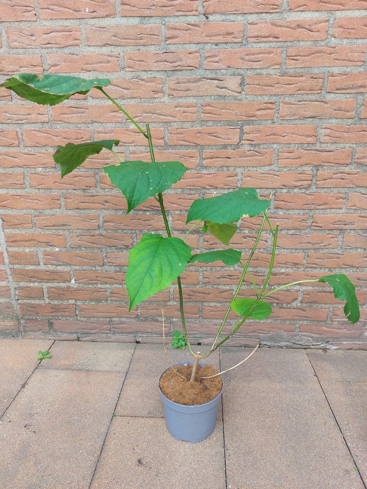 Pindakaasboom (Clerodendrum trichotomum), Tuin en Terras, Volle zon, Vaste plant, Zomer, Ophalen