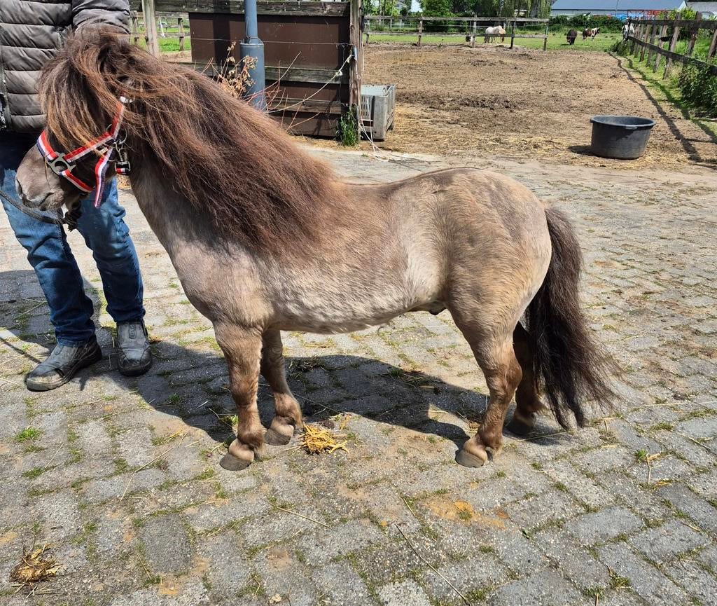 Mini hengstje, Merrie, A pony (tot 1.17m)