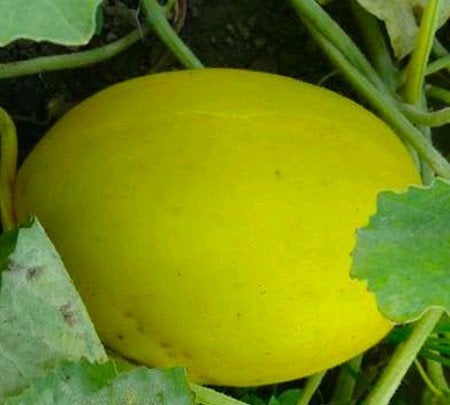 Zaden Honing meloen, Tuin en Terras, Ophalen of Verzenden, Zaad