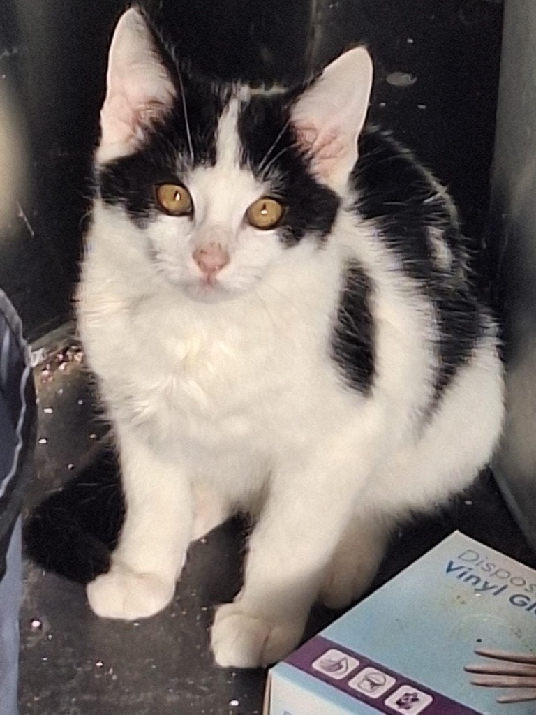 Kittens van 17 weken zoeken een goed thuis, Dieren en Toebehoren, Geslacht onbekend, Kortharig, 0 tot 2 jaar