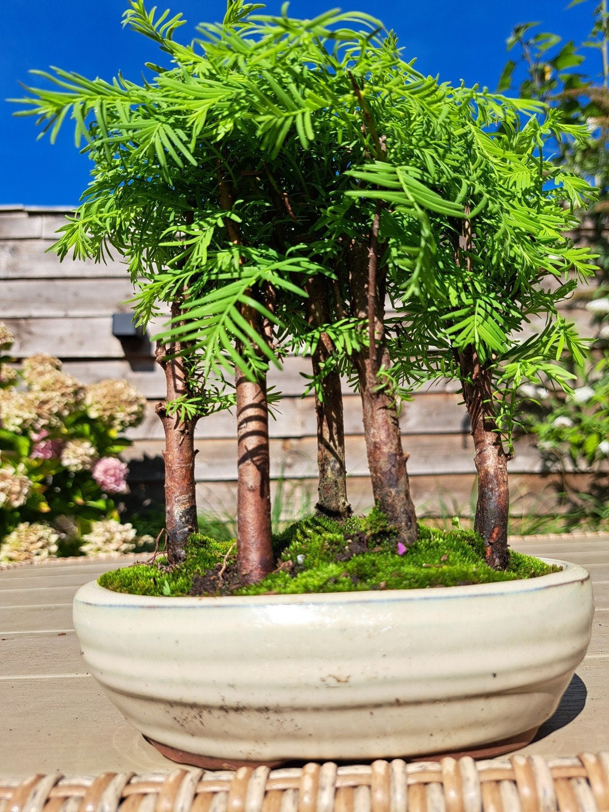 Metasequoia Bonsai Bos te koop, Ophalen of Verzenden