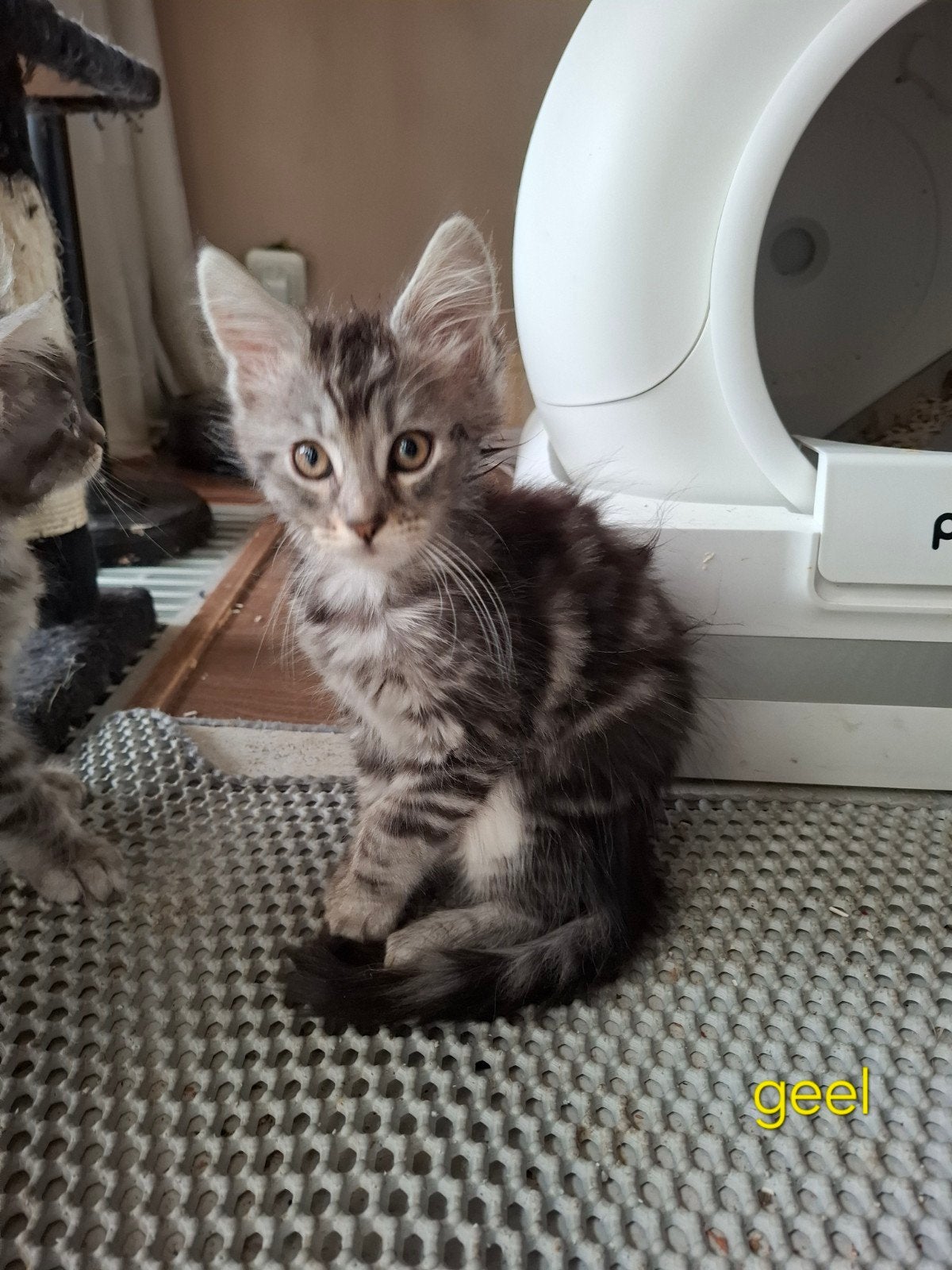 2 maine coon kittens, Poes, Ontwormd, 0 tot 2 jaar