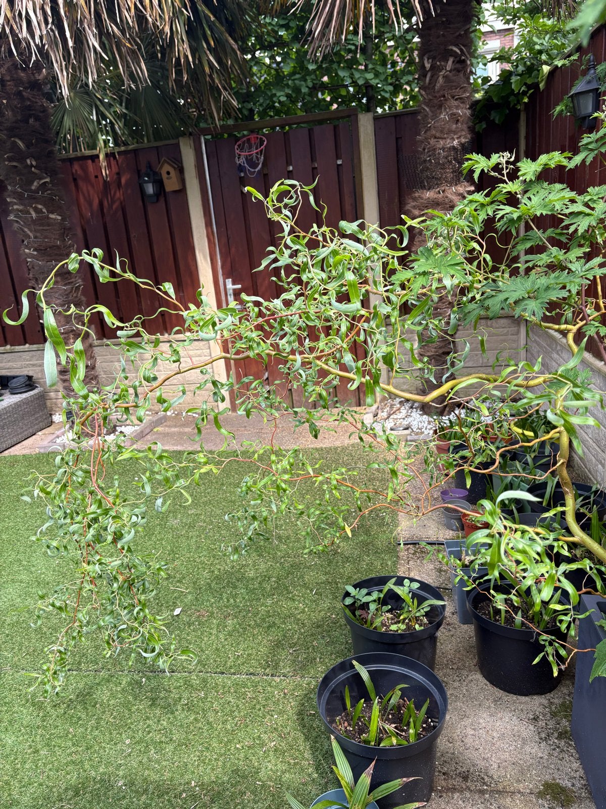 Corkscrew Willow, 150cm, Korkschroef wilg, Kronkelwilg, Overige soorten, Volle zon, Vaste plant, Ophalen of Verzenden