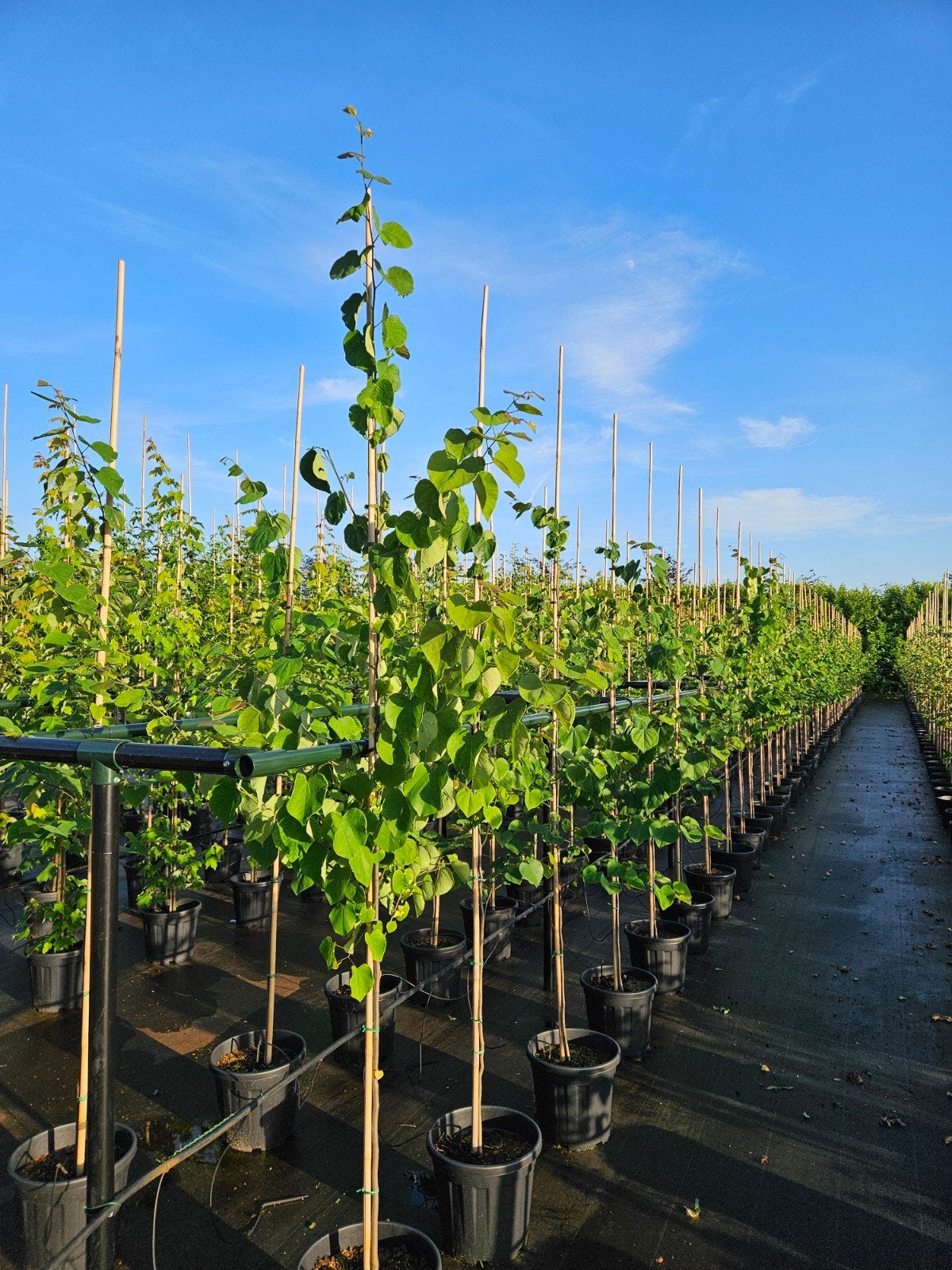 Cercis canadensis te koop!, Halfschaduw, Overige soorten, Lente, 250 tot 400 cm