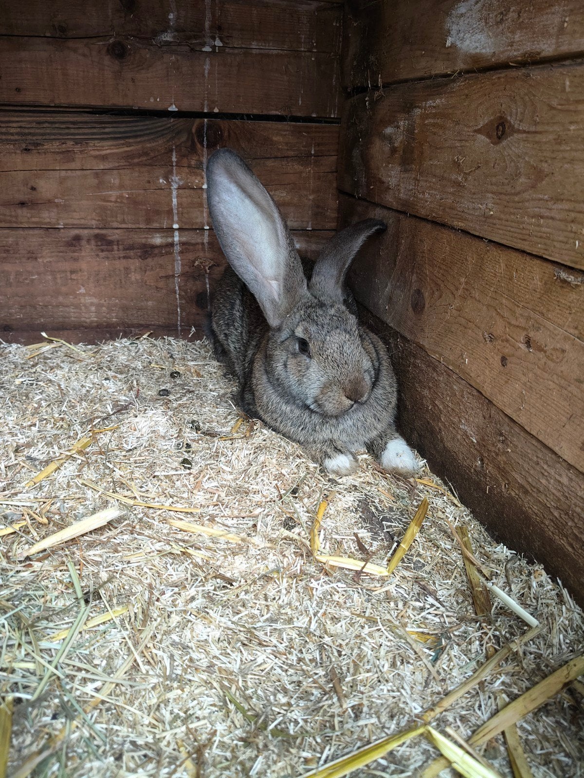 Vlaamse reus x Lotharinger konijntjes, Dieren en Toebehoren, Konijnen, Meerdere dieren, Groot, Hangoor, 0 tot 2 jaar