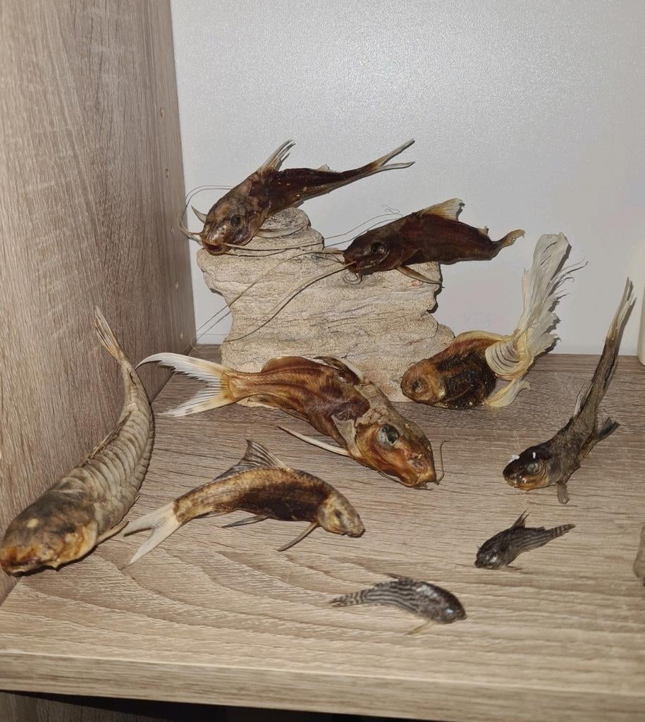 Gedroogde vissen taxidermie, Ophalen, Zo goed als nieuw, Beeldje of Figuurtje