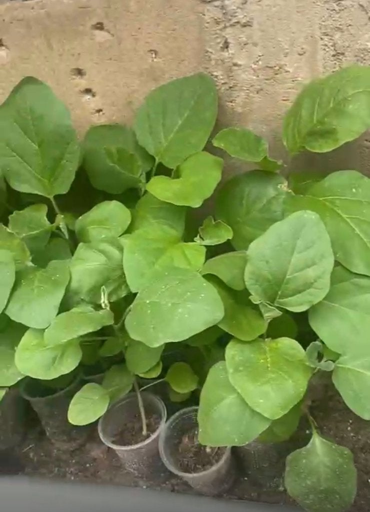 Stevige  en gezonde Surinaamse groentenplantjes te koop, Volle zon, Eenjarig, Zomer, Ophalen
