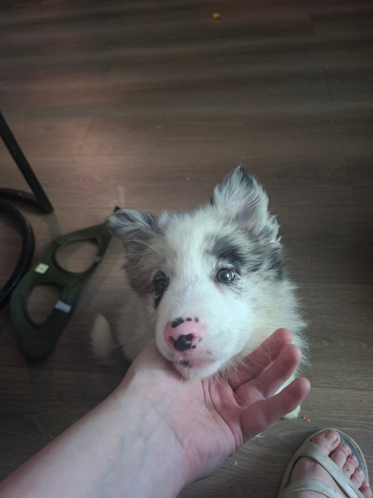 Border collie teefje, 8 tot 15 weken, Teef, Collie, Eén hond