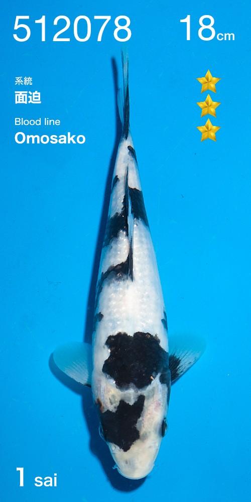 Vhq shiro utsuri van de Ogata auction, Karper of Koi