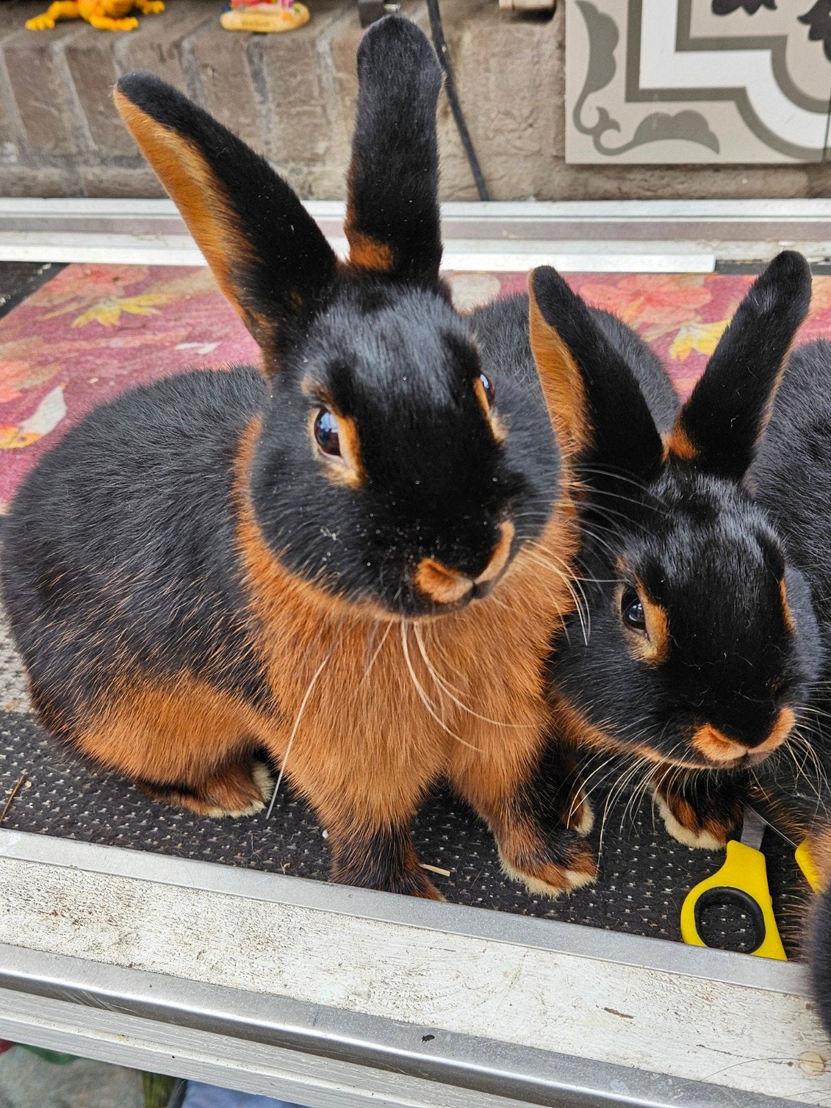 Raszuivere black tan konijnen te koop, Dieren en Toebehoren, Mannelijk, 0 tot 2 jaar