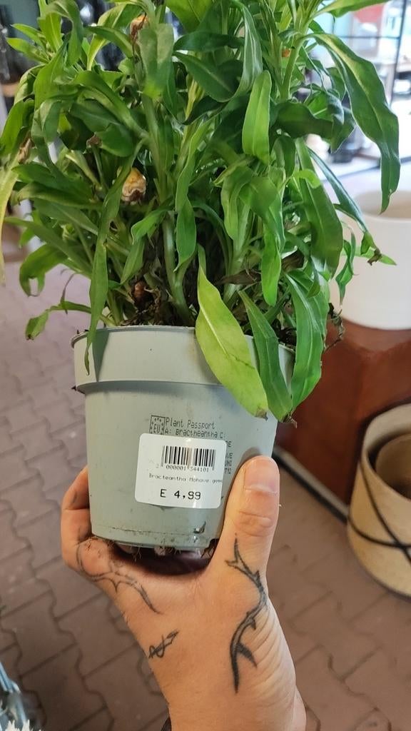 Diverse planten voor een prikkie!, Volle zon, Vaste plant, Zomer, Ophalen