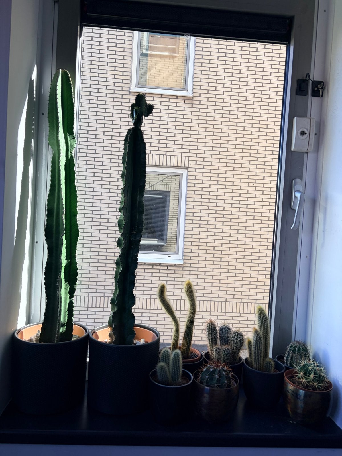 Diverse collectie Cactussen en Euphorbia’s, Ophalen, Halfschaduw, Minder dan 100 cm