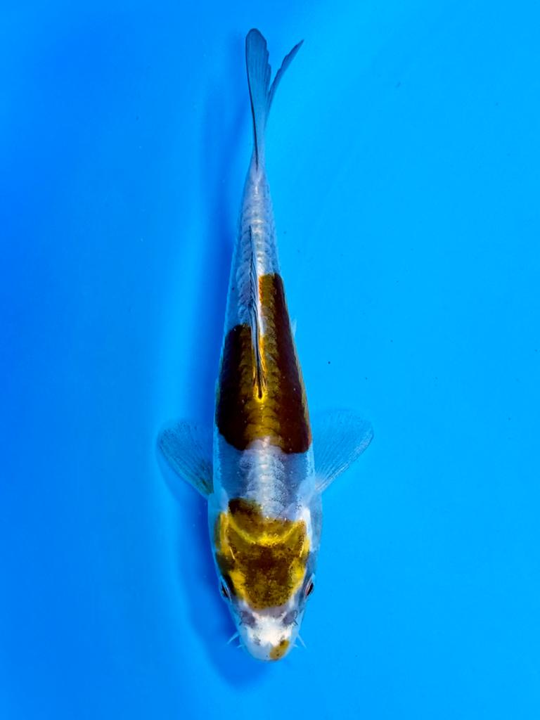 Doitsu Ochiba 14-18cm Kase Japanse Koi, Dieren en Toebehoren, Vissen | Vijvervissen, Karper of Koi