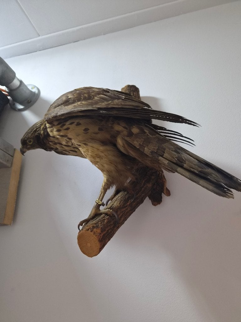 Opgezette vogel taxidermie, Verzamelen, Dierenverzamelingen, Ophalen of Verzenden, Zo goed als nieuw, Wild dier, Opgezet dier