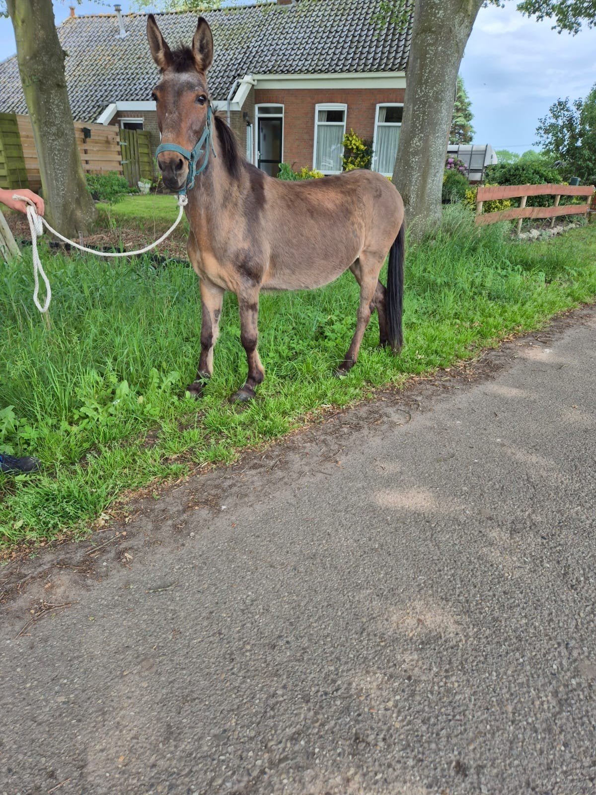 Te koop grote muilezel, Dieren en Toebehoren, April, Geslacht onbekend