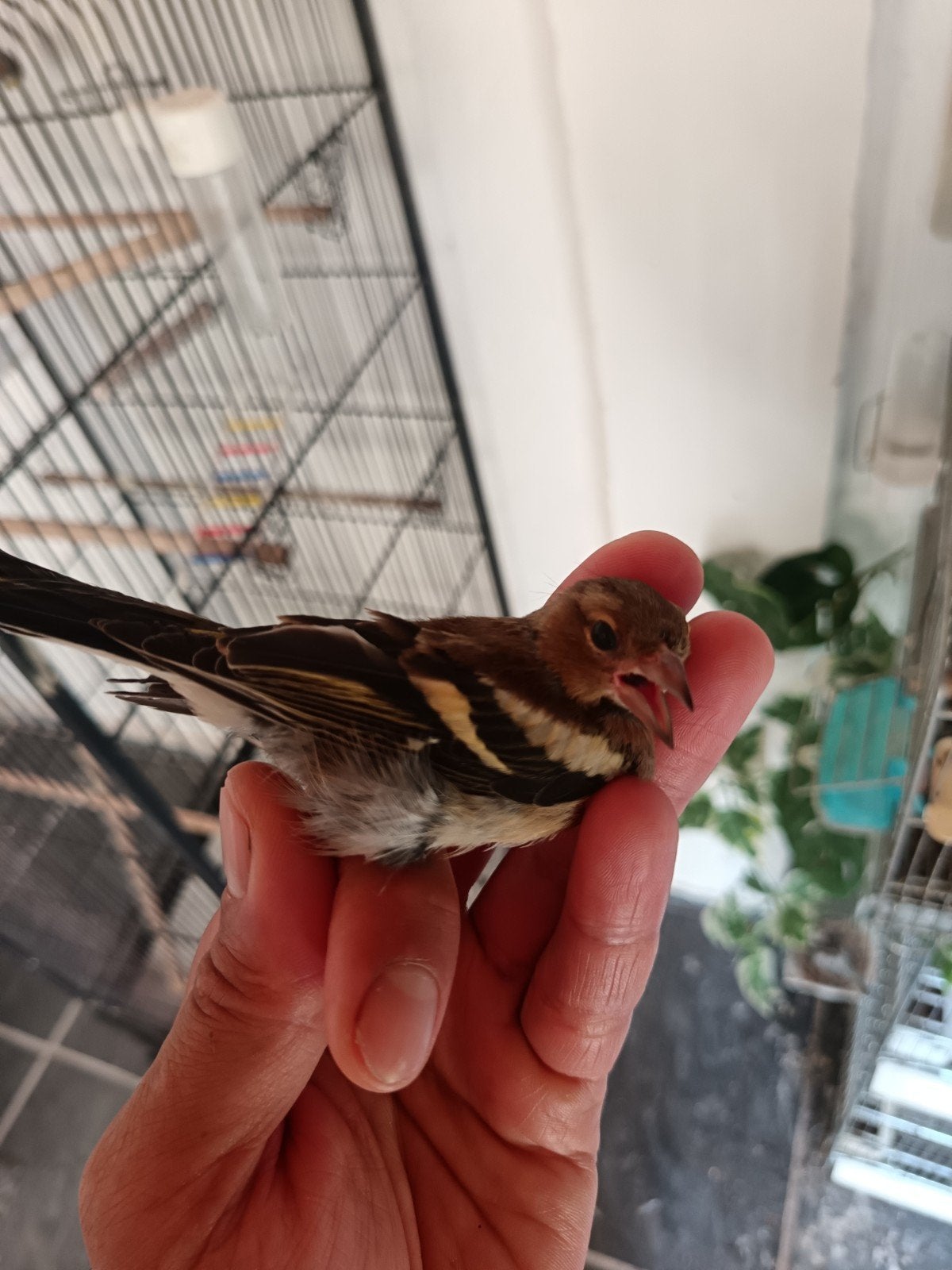Europese vink pop, Vrouwelijk, Bastaard