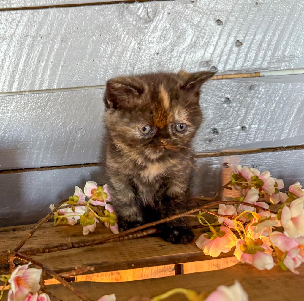 ️🤎 prachtige  brits(e) korthaar kittens cinnemon/torti 🤎️, Meerdere dieren, Gechipt, 0 tot 2 jaar