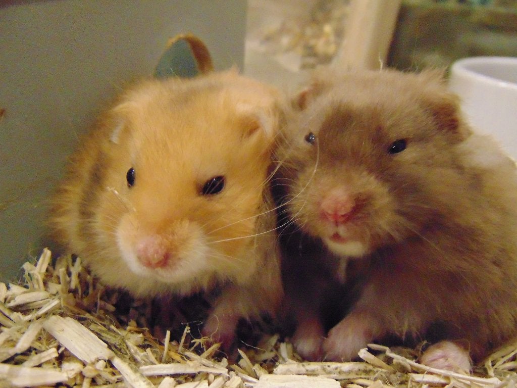 Goudhamsters in Assen., Dieren en Toebehoren, Knaagdieren, Hamster, Juni, Meerdere dieren, Tam