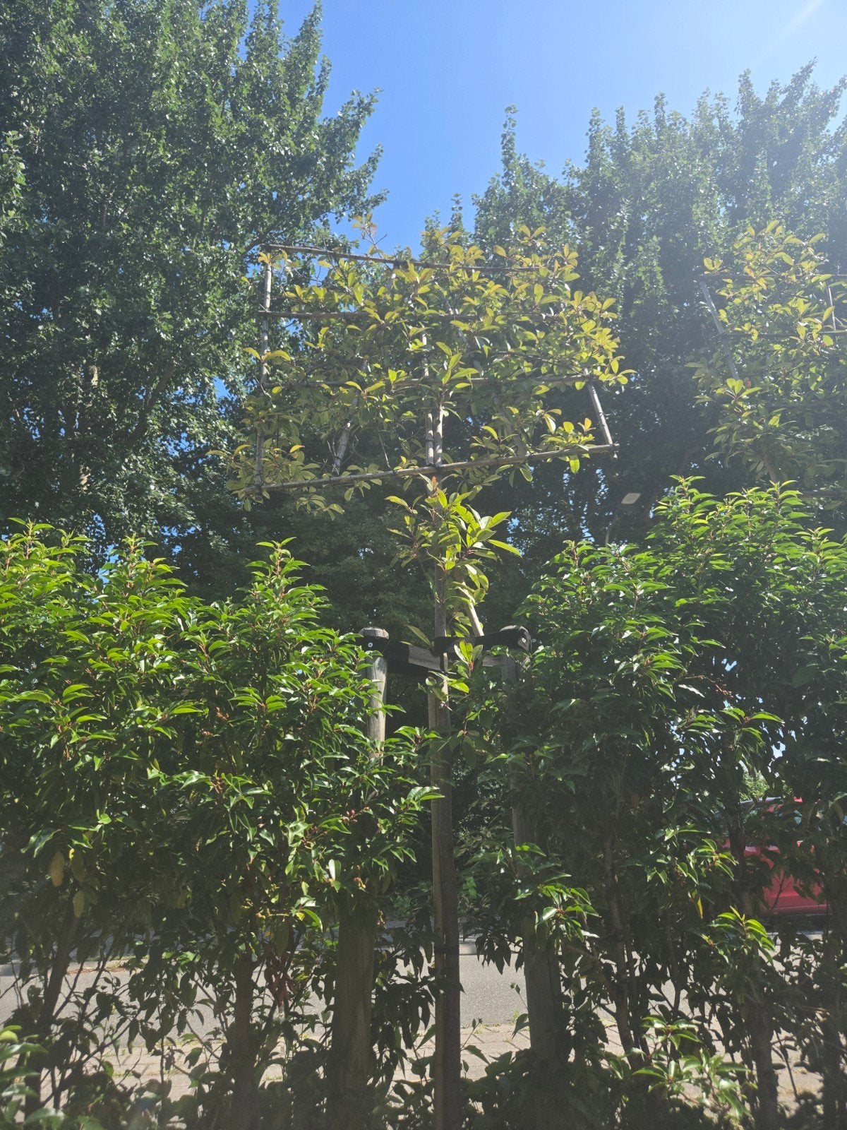 Leiboom - Prachtige boom voor uw tuin, Bloeit niet, Leiboom, 250 tot 400 cm, Ophalen