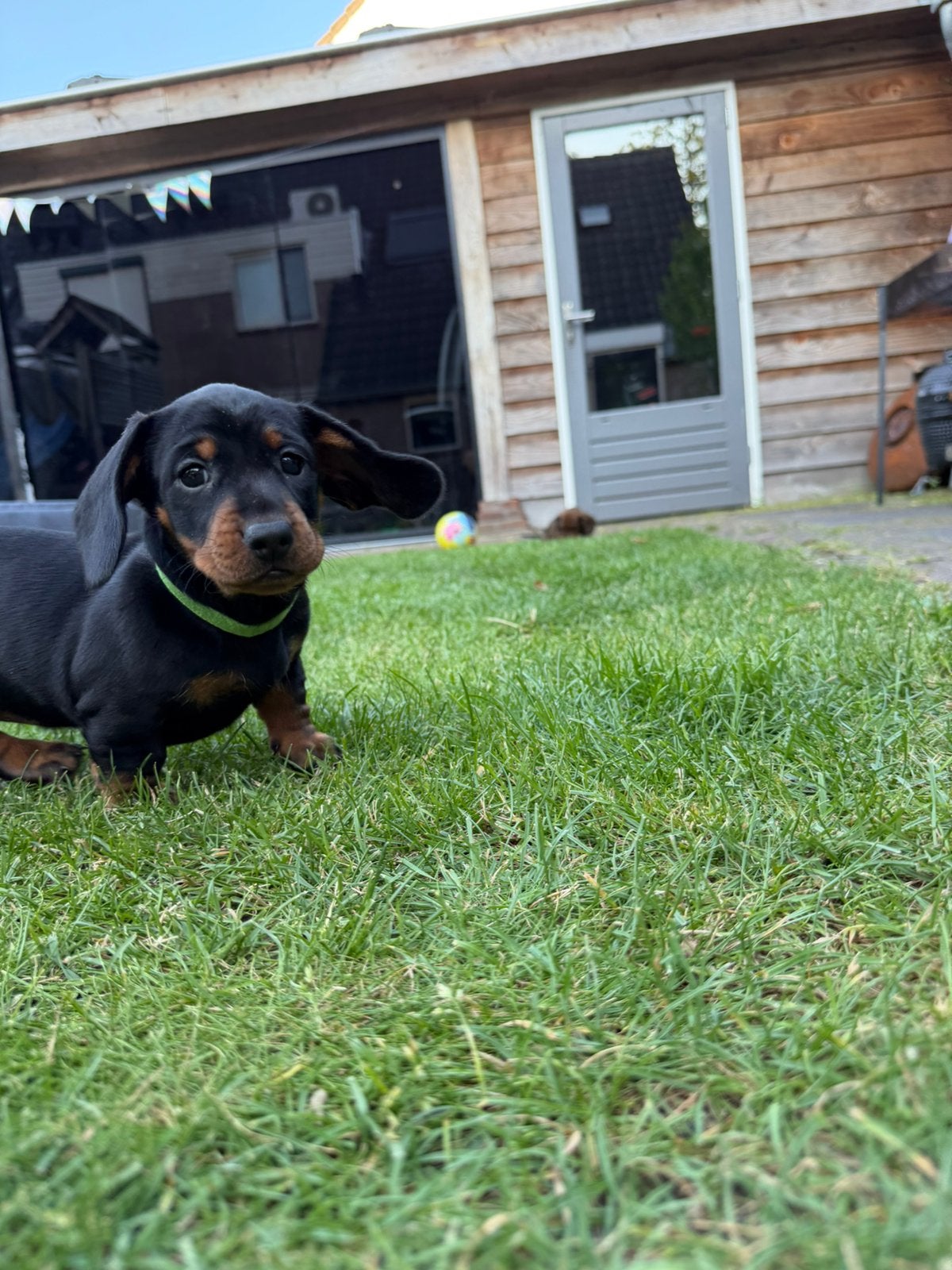 Teckel pups mogen 25 juli nest verlaten | standaard teckel